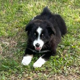Girl 2 - Black tri female Miniature Australian Shepherd puppy in Hokes Bluff, Alabama from Alegria Toy Aussies