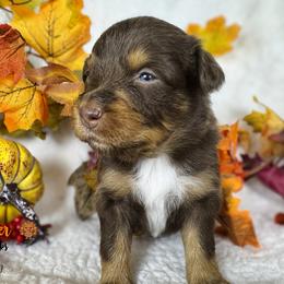 Cobbler (blue) - Red tri-color female Australian Shepherd puppy in Falmouth, Kentucky from Queen City Farm