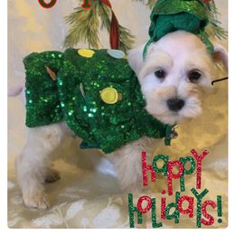 Miniature Schnauzer Puppies from Amaya Lara Schnauzers