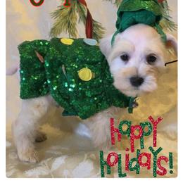 Miniature Schnauzer Puppies from Amaya Lara Schnauzers