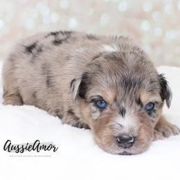 Blue Merle 3 2 Blue eyes - Blue merle male Miniature Australian Shepherd puppy in Pinehurst, Texas from Aussie Amor