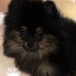 Pomeranian Puppies from MD Bella Pomeranian