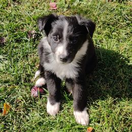 Old Time Scotch Collie Puppies from Lanz Hollow Farm