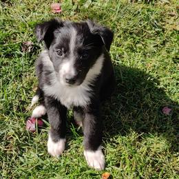 Old Time Scotch Collie Puppies from Lanz Hollow Farm