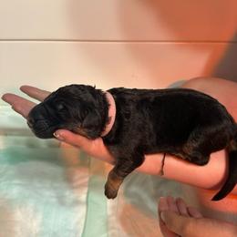 Pink - Black and red female German Shepherd puppy in Orrick, Missouri from Schultz's Premium German Shepherds