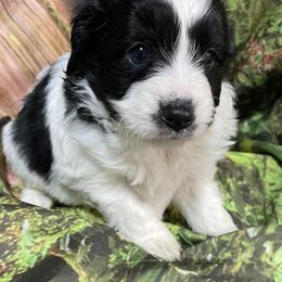 Kaleb - Black and white male Aussiedoodle puppy in Lebanon, Missouri from Cobbs Creek Canines