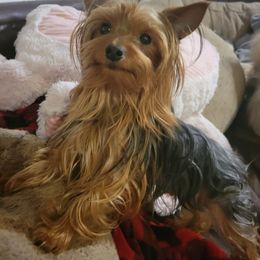 Yorkshire Terrier All Grown Up from Kathy's Kritters