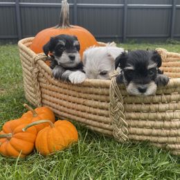 Miniature Schnauzer Puppies from Miniature Schnauzer Paradise llc