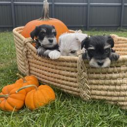 Miniature Schnauzer Puppies from Miniature Schnauzer Paradise llc