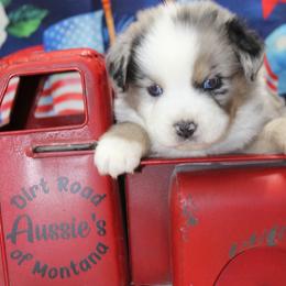 Blue Merle-2 - Blue merle male Miniature Australian Shepherd puppy in Ronan, Montana from Dirt Road Aussie’s of Montana
