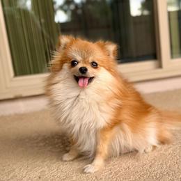 Foxy - Pomeranian