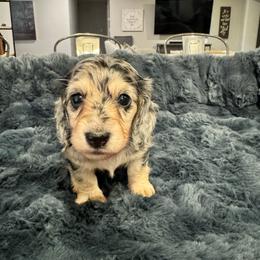 Eloise Jr. - Dapple female Dachshund puppy in Early, Texas from Ryan House Dachshunds