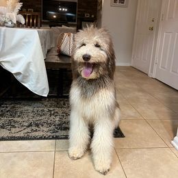 Chiquito - Poodle