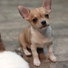 Percy - Chocolate and white male Chihuahua puppy in Gray, Louisiana from Chi Chi's Place LLC