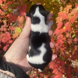 Biewer Terrier Puppies from Petit Bijou
