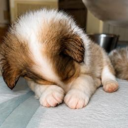 Lancelot - Sable and white male Collie puppy in Malvern, Arkansas from Lost Acres Collies