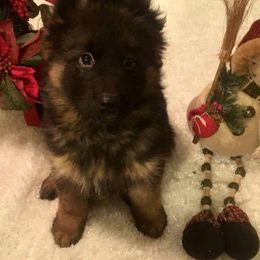 German Shepherd Puppies from GradyHaus