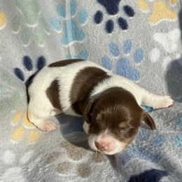 Dachshund Puppies from Dobbins Dachshunds