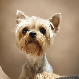 Ana - Yorkshire Terrier