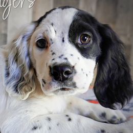 Girl 3 - Black and white female English Springer Spaniel puppy in Great Falls, Montana from Big Sky Springers