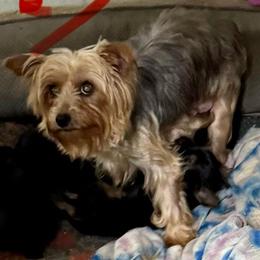 Kelsey - Yorkshire Terrier