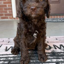 White Girl - Chocolate female Australian Labradoodle puppy in West Union, South Carolina from Golden Corner Labradoodles, LLC