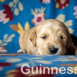 Golden Retriever Puppies from Happy Tails