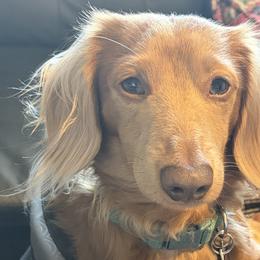 Dachshunds from K&K Mini Doxies