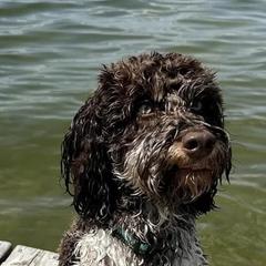 Springerdoodle All Grown Up from Evalina Miller's Spaniels