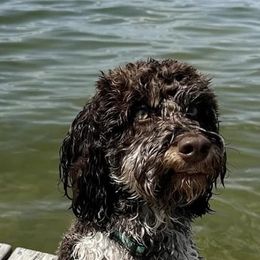 Springerdoodle All Grown Up from Evalina Miller's Spaniels