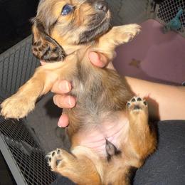 Akc Full Terk - Red female Dachshund puppy in Erie, Michigan from Champagne’s Grinch Toe’d Dachshunds