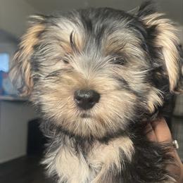 Slinky Yorkie - Black and tan male Yorkipoo puppy in Gastonia, North Carolina from Dynasty Kennel