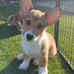Pembroke Welsh Corgi Puppies from Point Conception Corgis