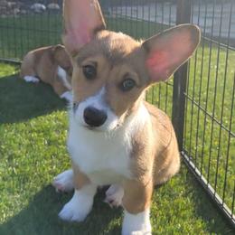Pembroke Welsh Corgi Puppies from Point Conception Corgis