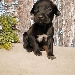Girl 5 - Black female German Shorthaired Pointer puppy in Laporte, Minnesota from Northern Odyssey Gun Dogs