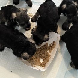 Miniature Schnauzer Puppies from Kani Miniature Schnauzers
