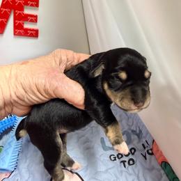 Mason's Boy - Black and silver male Miniature Schnauzer puppy in Comanche, Texas from Circle R