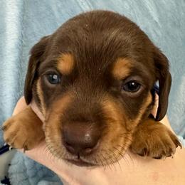 Huey - Chocolate and tan male Dachshund puppy in Memphis, Tennessee from River City Doxies