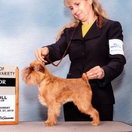 Cookie - Brussels Griffon