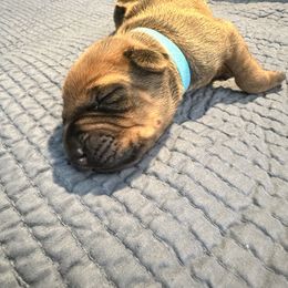 Boy 4 light Blue Collar - Rd whtn blk nose male Rhodesian Ridgeback puppy in Surprise, Arizona from Arizona Ridgebacker