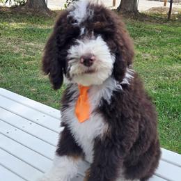 Blaze - Brown and white male Sheepadoodle puppy in Heyburn, Idaho from Royal T Acres