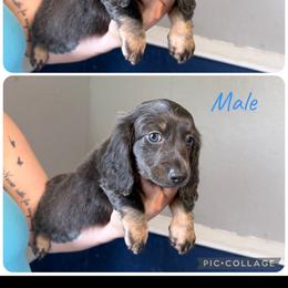 Male 1 - Gray (blue) male Dachshund puppy in Charlotte County, Florida from Doxie Den