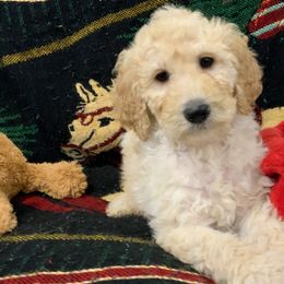 Bernedoodles and Cavalier King Charles Spaniels from ElaGant Acres