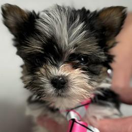Valentine's Day Special 2k French Fry - Black tan and white male Biewer Terrier puppy in Cartersville, Georgia from Alpha Tiny Paws