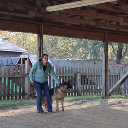 German Shepherd All Grown Up from End of the Trail Farm & Kennels