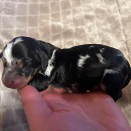 Cowpoke - Dapple male Dachshund puppy in Hermosa, South Dakota from Sassafras Dachshunds