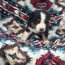 Saffron - Black tri-color male Australian Shepherd puppy in Cleveland, Tennessee from C&S Kennels