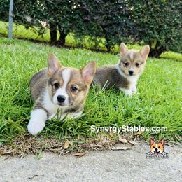 Pembroke Welsh Corgi Puppies from Synergy Stables, Inc.