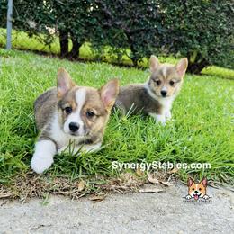 Pembroke Welsh Corgi Puppies from Synergy Stables, Inc.