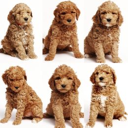 Assorted Doodle Crosses Puppies from Doodles Elite